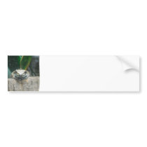 Amazon Milk Frog Bumper Sticker