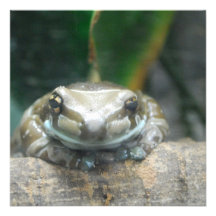 Amazon Milk Frog  Invitations