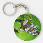 Amazon milk frog key chain
