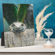 Amazon Milk Frog Plaque