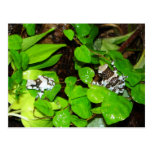 Amazon Milk Frog Post Card