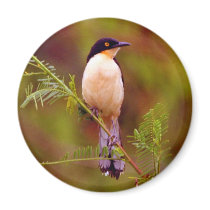 Amazon Nature Series: Peach Bird magnets by MMednikow Amazon Nature Series: Peach Bird magnets