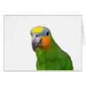 Amazon Parrot cards by closer2nature Amazon Parrot cards