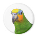 Amazon Parrot magnets by closer2nature Amazon Parrot magnets