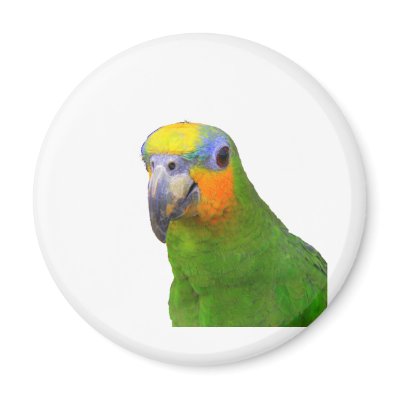 Amazon Parrot Magnet by closer2nature