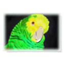 Amazon Parrot posters