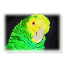 Amazon Parrot posters by Yoshis_art Amazon Parrot posters