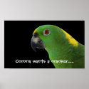 Amazon Parrot poster posters
