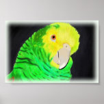 Amazon Parrot posters