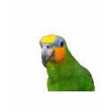 Amazon Parrot t-shirts by closer2nature Amazon Parrot t-shirts
