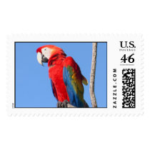 Amazon Parrots postage