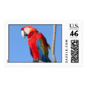 Amazon Parrots postage