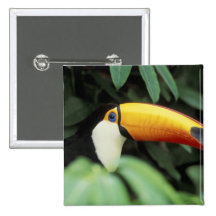Amazon Rain Forest. Pins