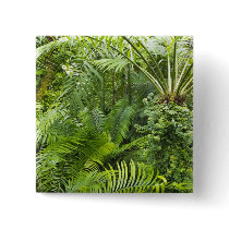 Amazon Rainforest, Amazonia, Brazil 2 Pinback Button