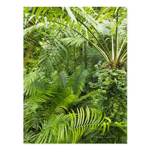 Amazon Rainforest, Amazonia, Brazil 2 Postcard Zazzle