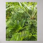 Amazon Rainforest, Amazonia, Brazil 2 Print