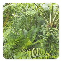 Amazon Rainforest, Amazonia, Brazil 2 Sticker