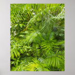 Amazon Rainforest, Amazonia, Brazil Print