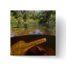 Amazon River Dolphins (Inia geoffrensis) Ariau