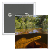 Amazon River Dolphins (Inia geoffrensis) Ariau Button
