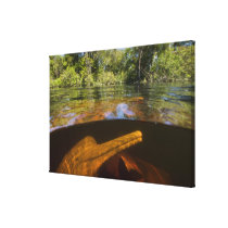 Amazon River Dolphins (Inia geoffrensis) Ariau Gallery Wrapped Canvas