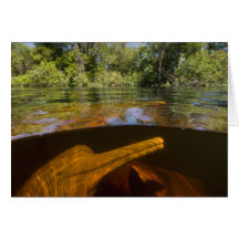 Amazon River Dolphins (Inia geoffrensis) Ariau Greeting Card