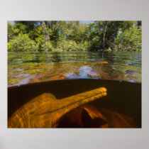Amazon River Dolphins (Inia geoffrensis) Ariau