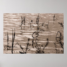 Amazon River Grass Poster