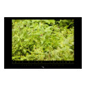 Amazon Squirrel Monkey Poster posters by oceanfutures Amazon Squirrel Monkey Poster posters