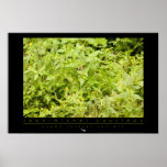 Amazon Squirrel Monkey Poster posters