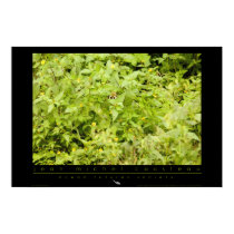 Amazon Squirrel Monkey Poster posters