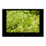 Amazon Squirrel Monkey Poster