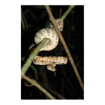 Amazon Tree Boa - Corallus hortulanus posters by LisasLair Amazon Tree Boa - Corallus hortulanus posters