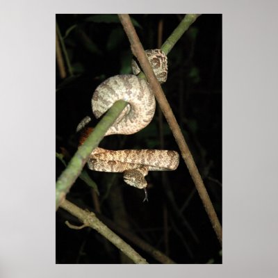 Amazon Tree Boa - Corallus hortulanus Posters by LisasLair
