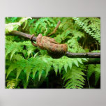 Amazon Tree Boa Print