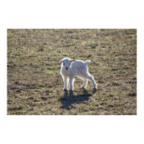 AMbabysheep posters