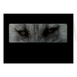 Amber Fox Eyes Cards