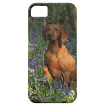 Amber iPhone 5 Case
