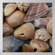 Amber Sea Shells Print