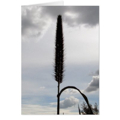 Amber Waves of Grain Cards by rosietx1