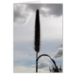 Amber Waves of Grain Cards