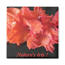 Amber's Iris Frig Magnet ! magnets