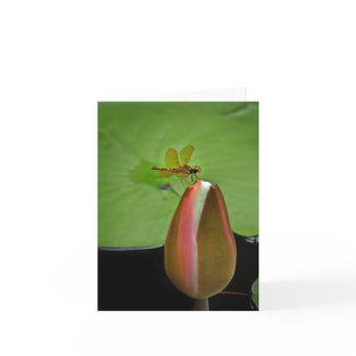 Amberwing Dragonfly Note Card card