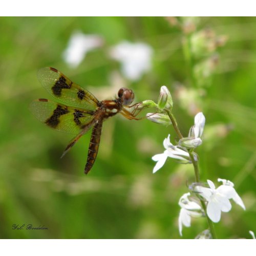 Amberwing Dragonfly on Lobelia print