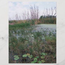 Ambiente del pantano tarjetones