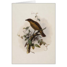 Amblyornis inornatus - Dull-coloured Bower-bird Card