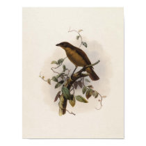 Amblyornis inornatus - Dull-coloured Bower-bird posters by LisasLair Amblyornis inornatus - Dull-coloured Bower-bird posters