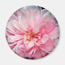 Amelia Rose Fridge Magnets