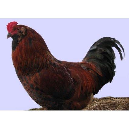 Ameraucana Rooster card