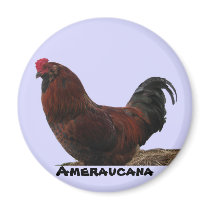 Ameraucana Rooster magnets